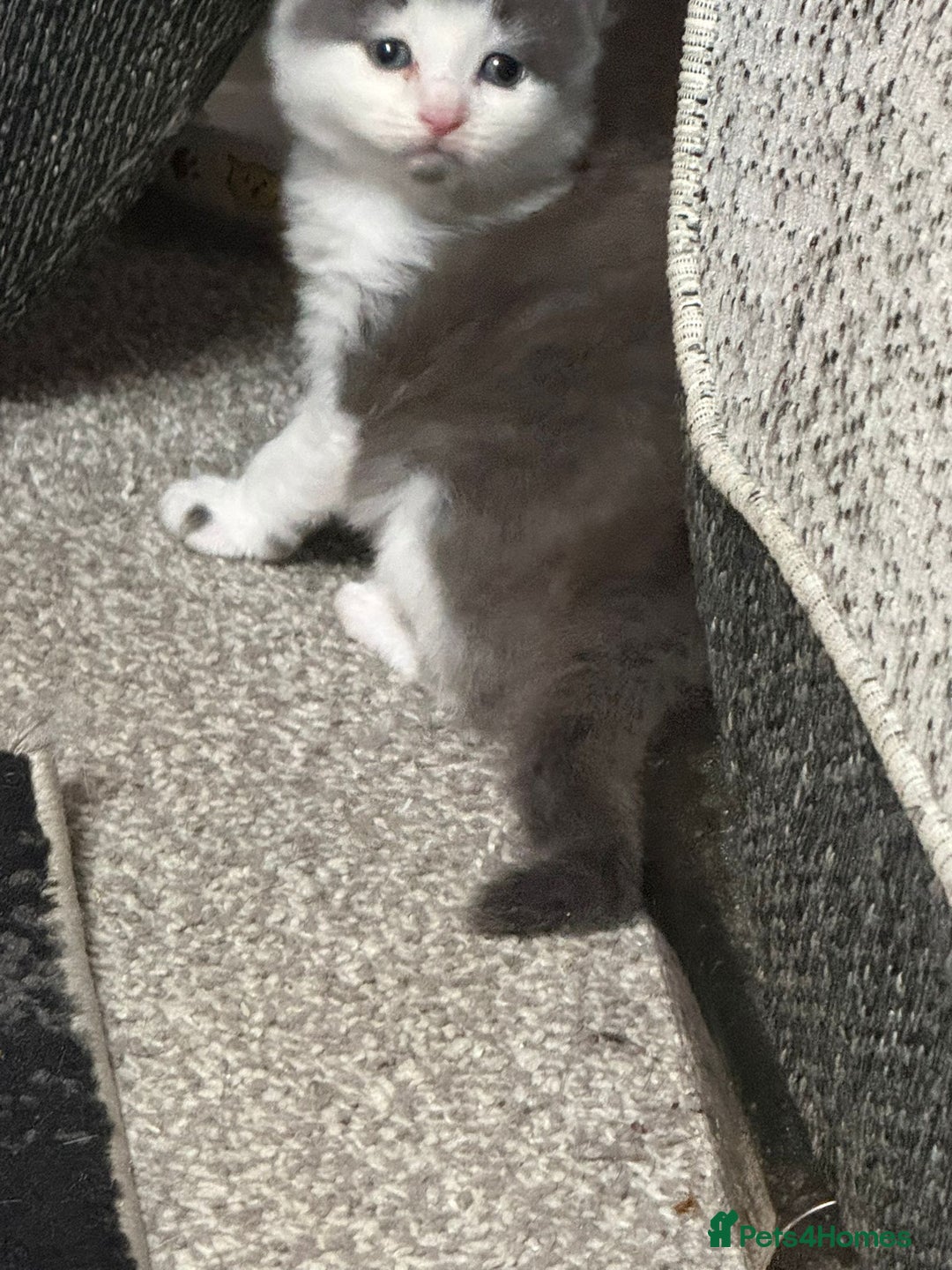 British Longhair cats for sale: 6 beautiful lovable friendly kittens - Image 3