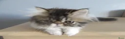Persian cats for sale: Adorable female Persian kittens - Advert 6