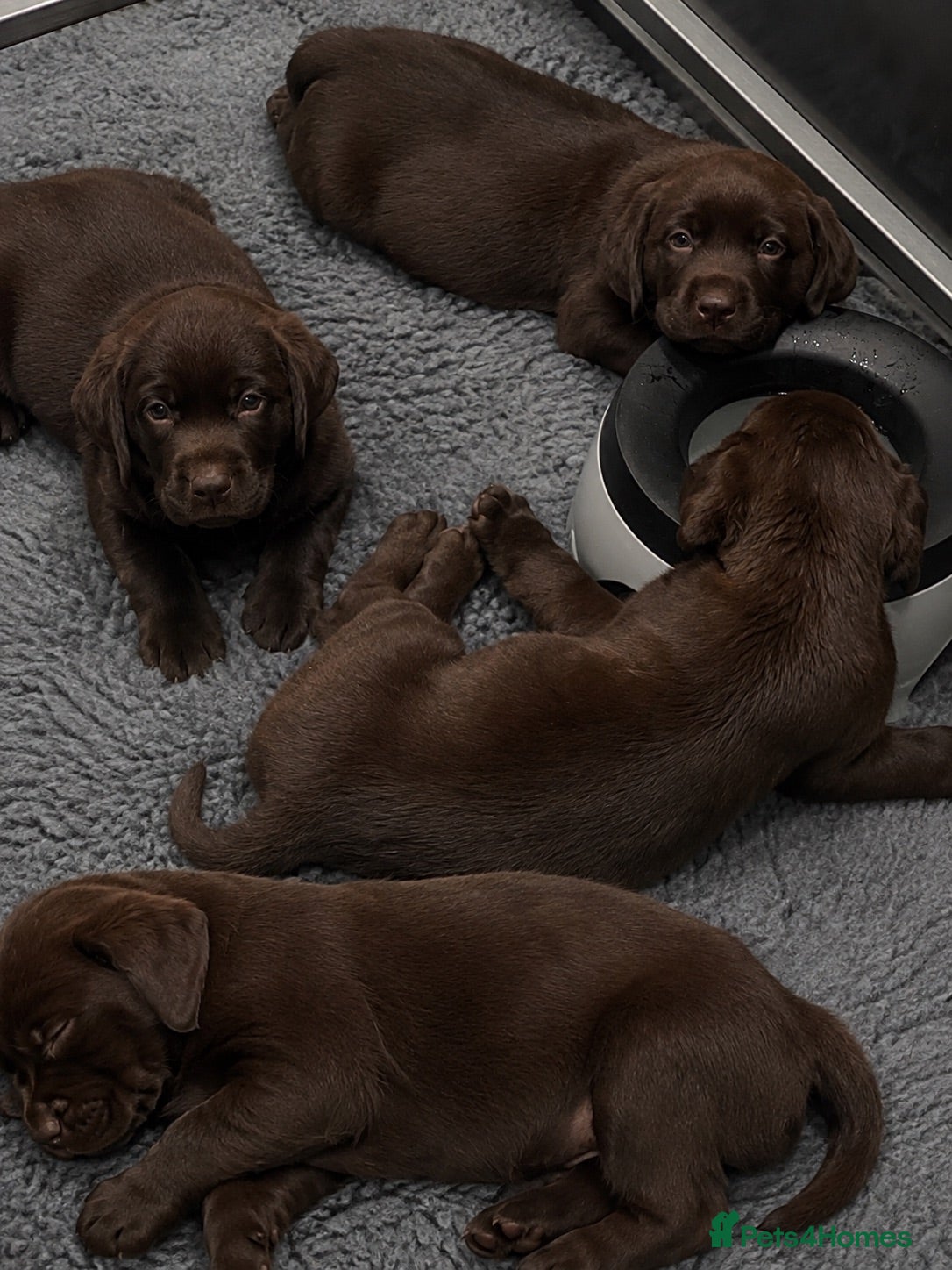Labrador Retriever dogs 5 ⭐️ KC, VET checked, CHOCOLATE LABRADORS - Advert 2