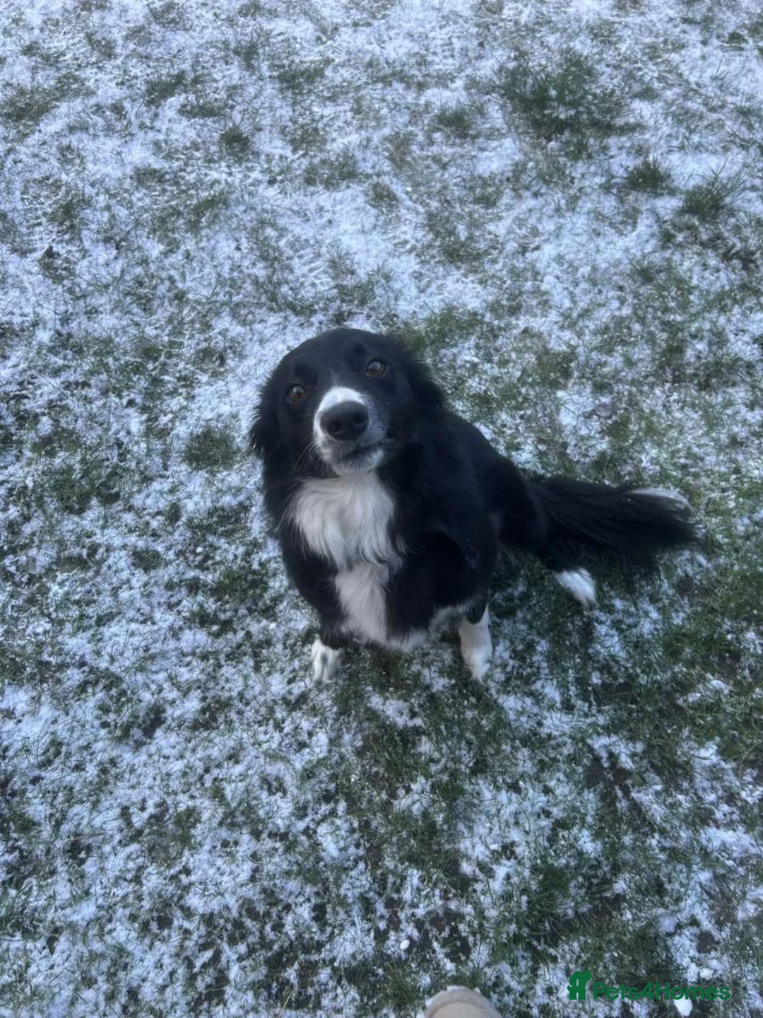 Mixed Breed dogs for sale: Rosie  in Shrewsbury - Advert 1