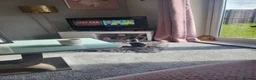 Mixed Breed cats for sale: 11 week old beautiful boy kitten  in Saltburn-by-the-Sea - Advert 4