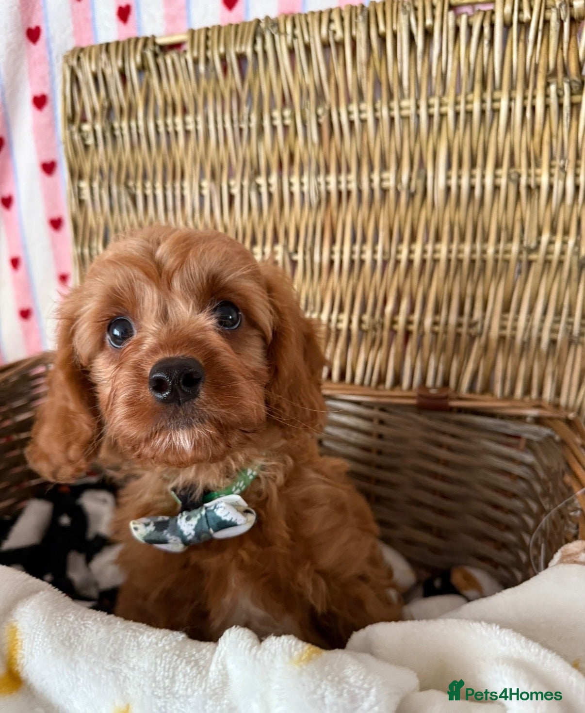 Cavapoo dogs Stunning quality cavapoo pups - Advert 2