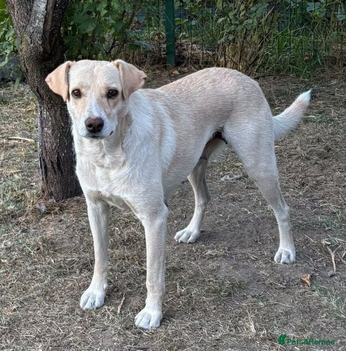 Mixed Breed dogs 🌼 MARINELA – a Lovely Girl for a Loving Home 🐾❤️ - Advert 1