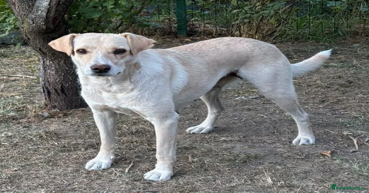 Mixed Breed Dogs for adoption in Pontefract, West Yorkshire | Pets4Homes