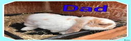 Mini Lop rabbits for sale: Mini lop babies  - Advert 13