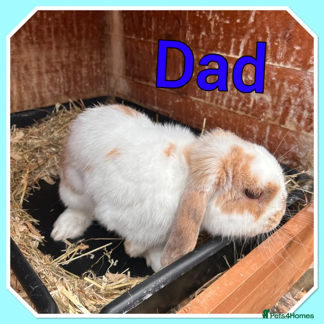 Mini Lop rabbits for sale: Mini lop babies  - Advert 13