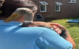 Waterfowl poultry for sale: Male Indian Runner ducks  - Image 1