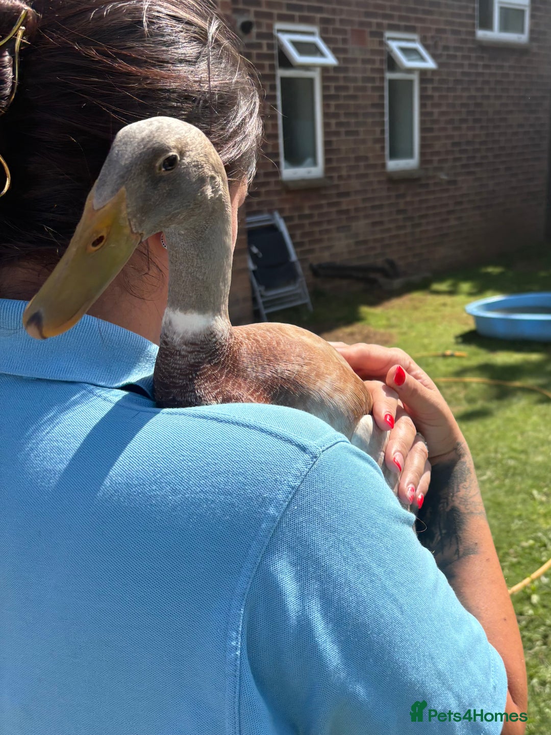 Waterfowl poultry for sale: Male Indian Runner ducks  - Image 1