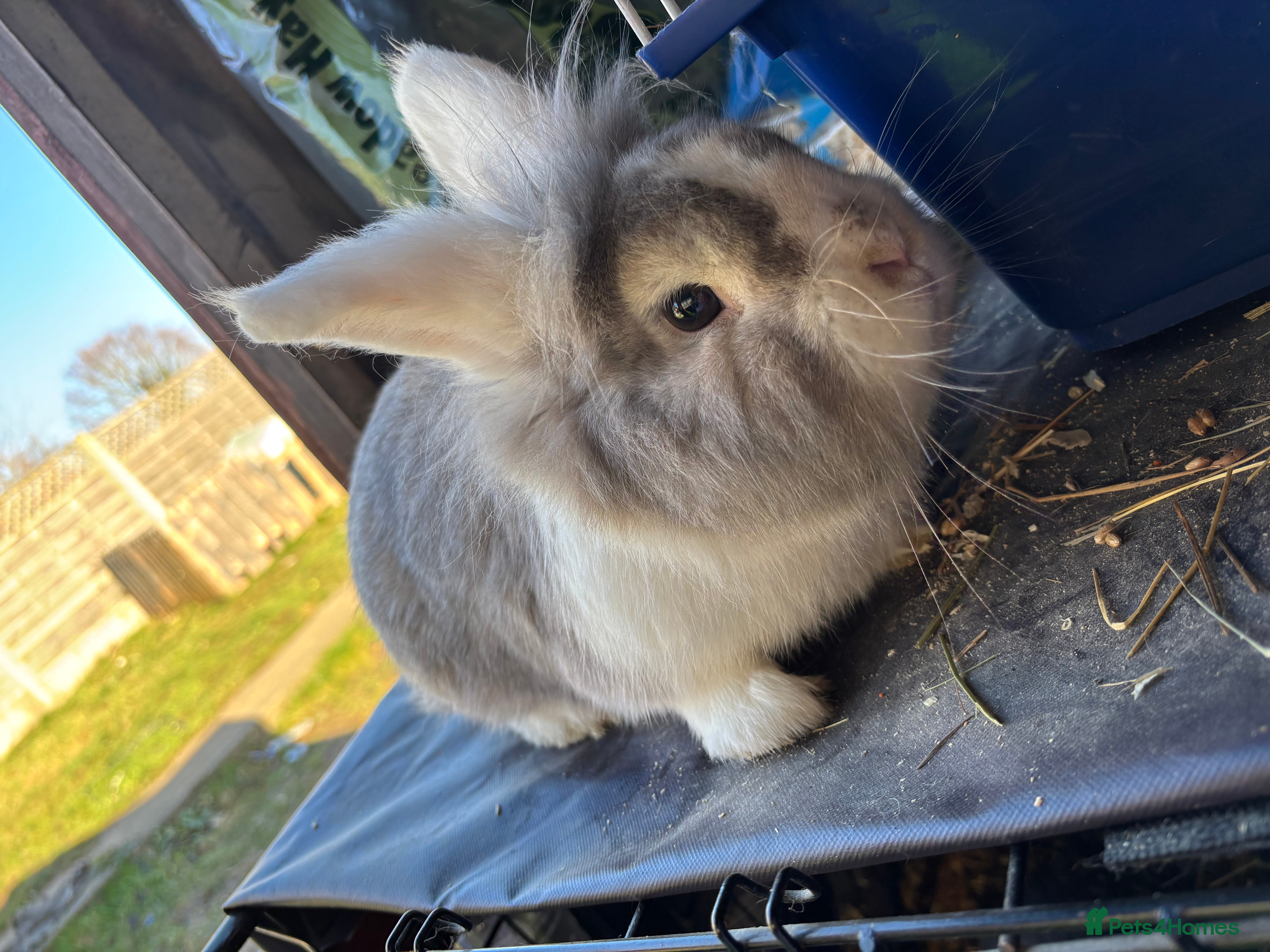 Mixed Breed rabbits Fluff for sale - Advert 11