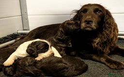 Cocker Spaniel dogs for sale: Beautiful Cocker Spaniel Puppy - Image 21