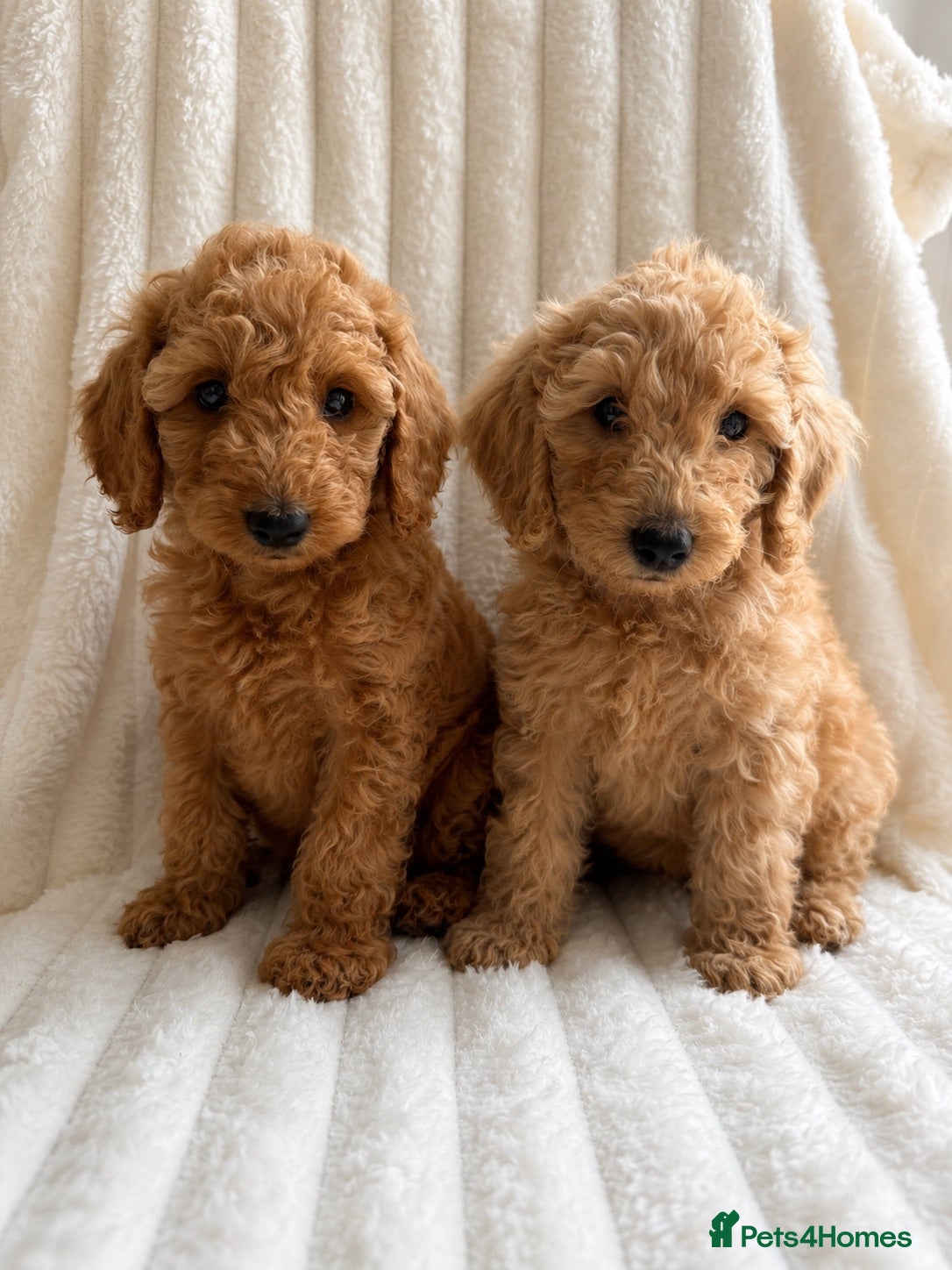 Cockapoo dogs LAST 2 READY TO LEAVE!!! COCKAPOO PUPPIES - Advert 15