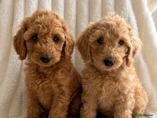 Cockapoo dogs LAST 2 READY TO LEAVE!!! COCKAPOO PUPPIES - Advert 15