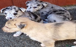 Mixed Breed dogs for sale: Deerhound greyhound collie puppies  - Image 27