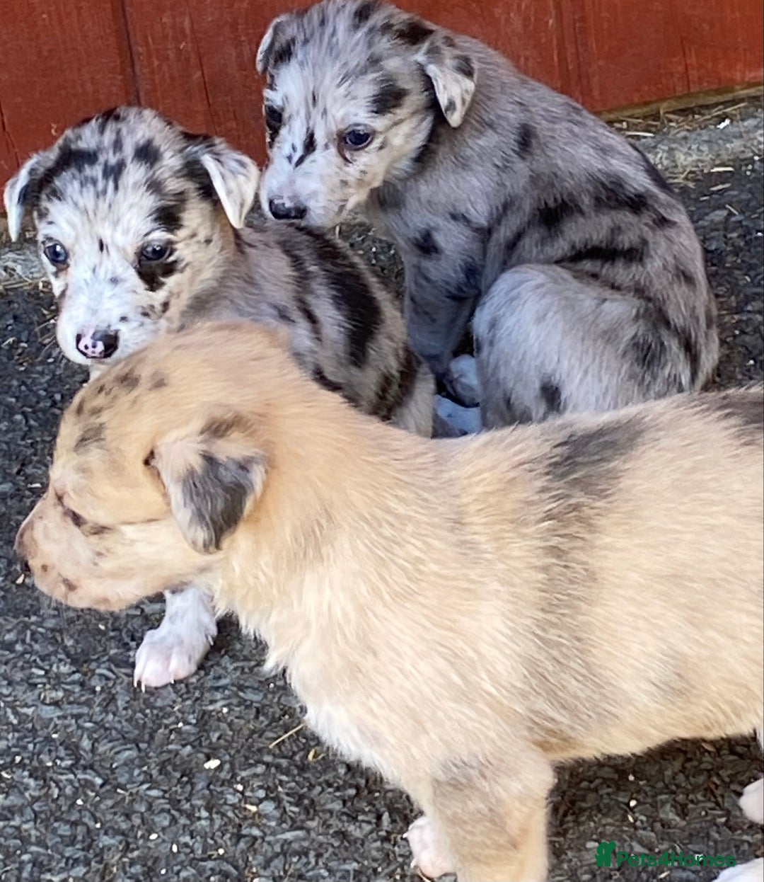 Mixed Breed dogs for sale: Deerhound greyhound collie puppies  - Image 27