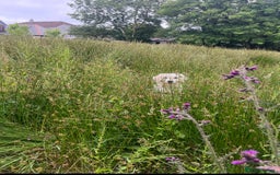 Golden Retriever dogs for sale: Gorgeous Golden Retriever for Rehoming   - Image 2