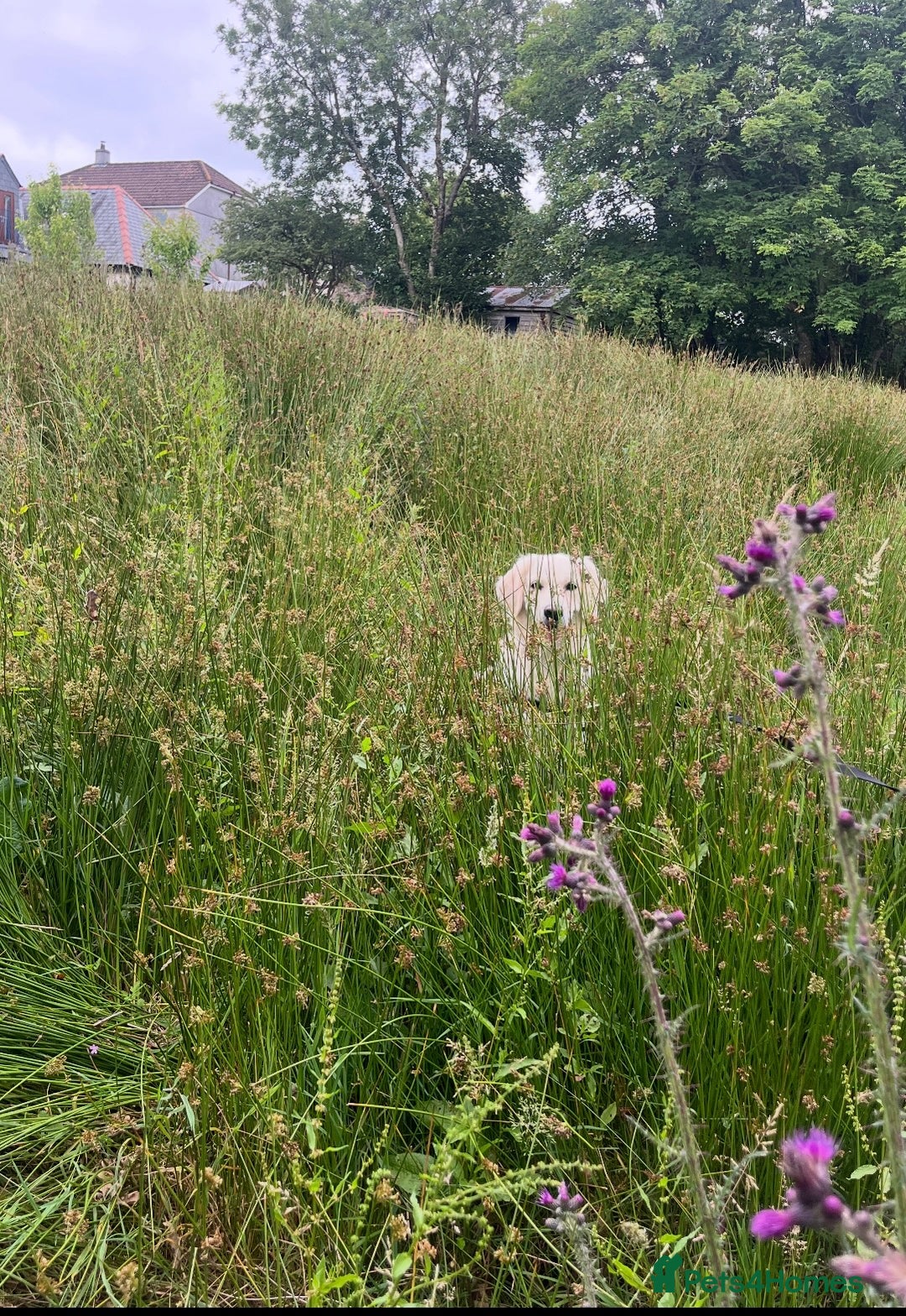 Golden Retriever dogs for sale: Gorgeous Golden Retriever for Rehoming   - Image 2