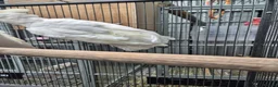 Cockatoo birds for sale: Pair of ducorp cockatoos - Advert 1
