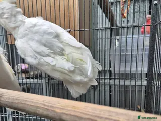 Cockatoo birds Pair of ducorp cockatoos - Advert 1