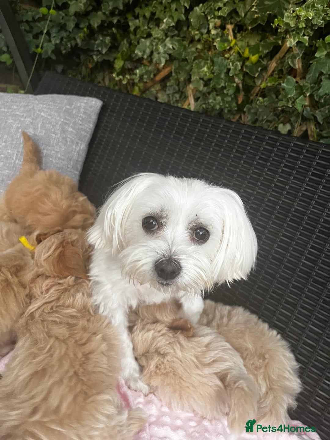 Maltipoo dogs for sale: Adorable Maltipoo  - Image 6