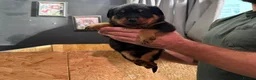 Rottweiler dogs for sale: 🤝🤝Humble🫧Gentle🤝German💼rottie🤝 pups in Dumfries - Advert 4