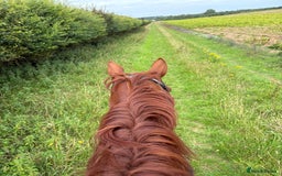 English Thoroughbred horses for sale: Five winds bunny b  - Image 5