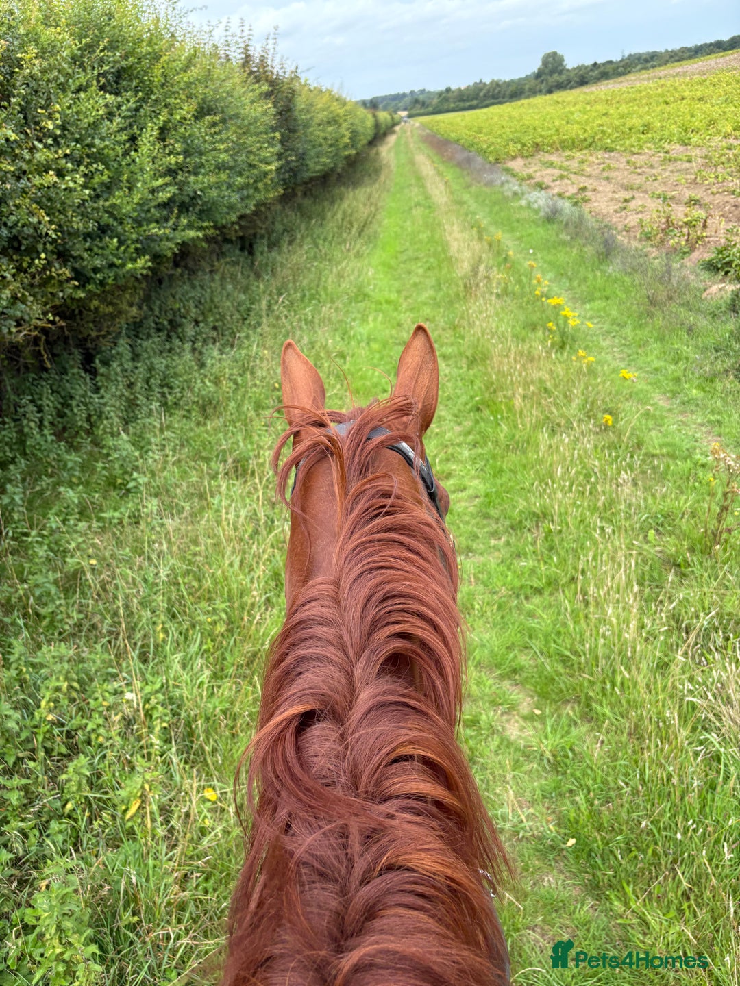 English Thoroughbred horses for sale: Five winds bunny b  - Image 5