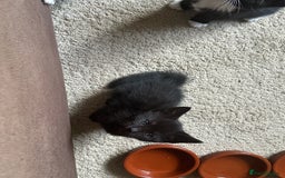 Mixed Breed cats for sale: 3 beautiful playful kittens  - Image 20