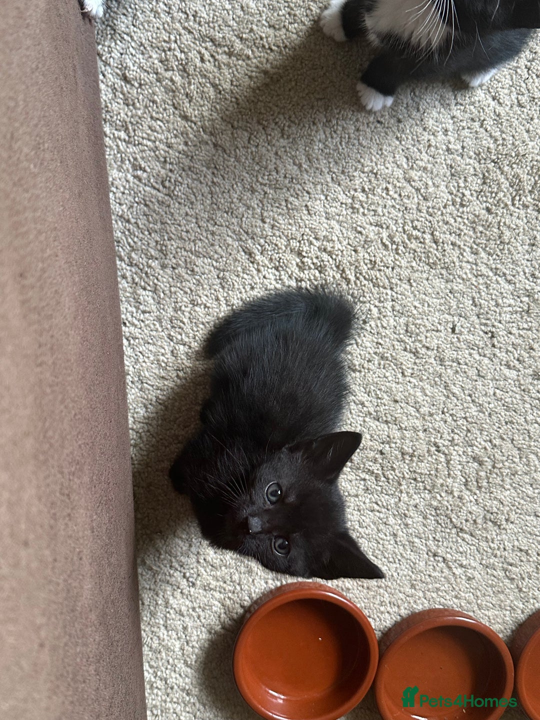 Mixed Breed cats for sale: 3 beautiful playful kittens  - Image 20