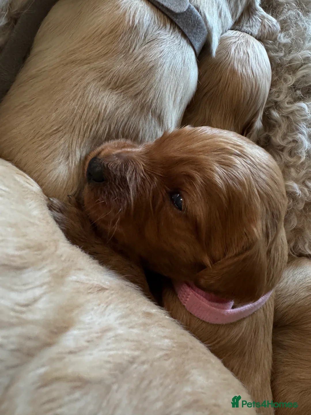 Goldendoodle dogs for sale: Expecptional goldendoodles - Advert 11