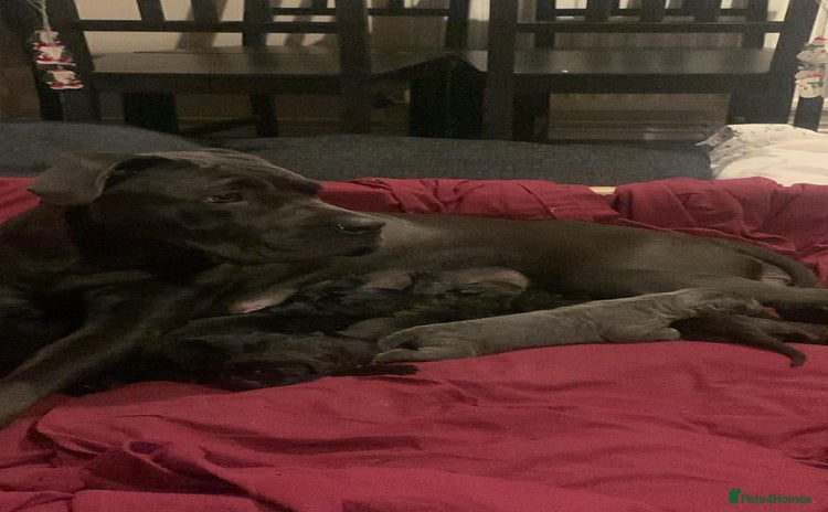 Cane Corso dogs Cane corso puppy’s  - Advert 9