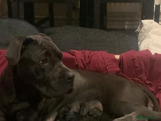 Cane Corso dogs Cane corso puppy’s - Advert 1