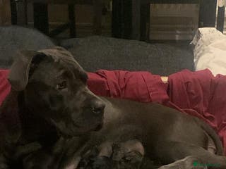 Cane Corso dogs Cane corso puppy’s - Advert 22