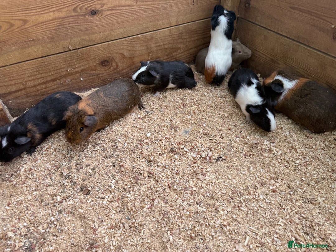 Guinea Pig rodents for sale: Baby guinea pigs  - Image 3