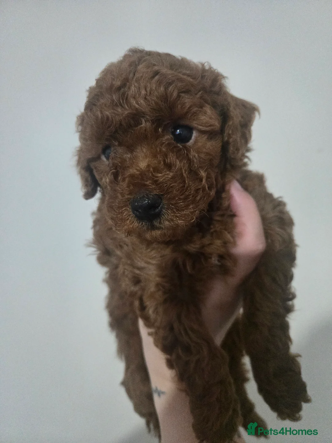 Miniature Poodle dogs for sale: Mini poodle ❤️ - Advert 2