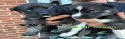 Siberian Husky dogs for sale: Ready Now - KC Registered male pup - Advert 19