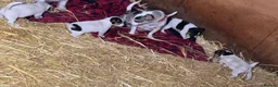 Jack Russell dogs for sale: Stunning jack russel X chihuahua girls - Advert 5