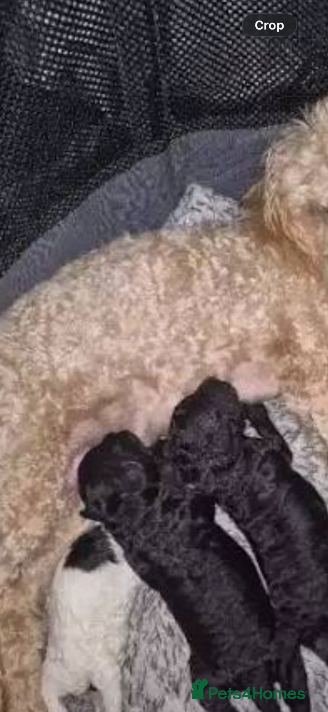 Maltipoo dogs for sale: Maltipoo puppies in Chester-le-Street - Advert 2