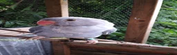 Ringnecks birds for sale: Ringneck  - Advert 7