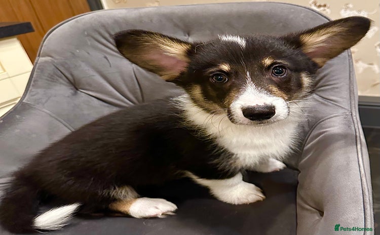 Welsh Corgi Pembroke dogs - Advert 1