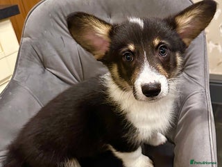 Welsh Corgi Pembroke dogs - Advert 3