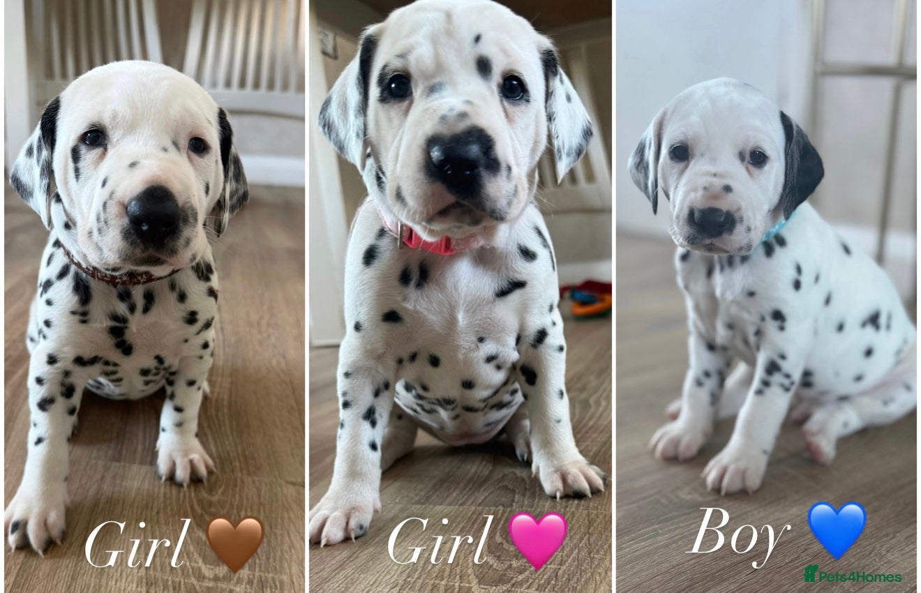 Dalmatian dogs Purebred Dalmatian puppies for sale  - Advert 14