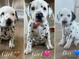 Dalmatian dogs Purebred Dalmatian puppies for sale - Advert 14