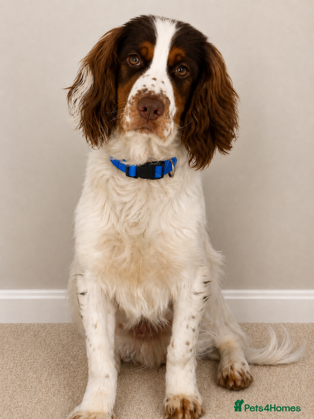 Cocker Spaniel dogs Socks 11 month old Cocker spaniel  - Advert 8
