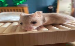 Hamster rodents for sale: Syrian hamsters - Image 1