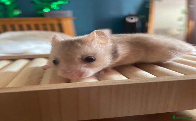 Hamster rodents - Advert 16