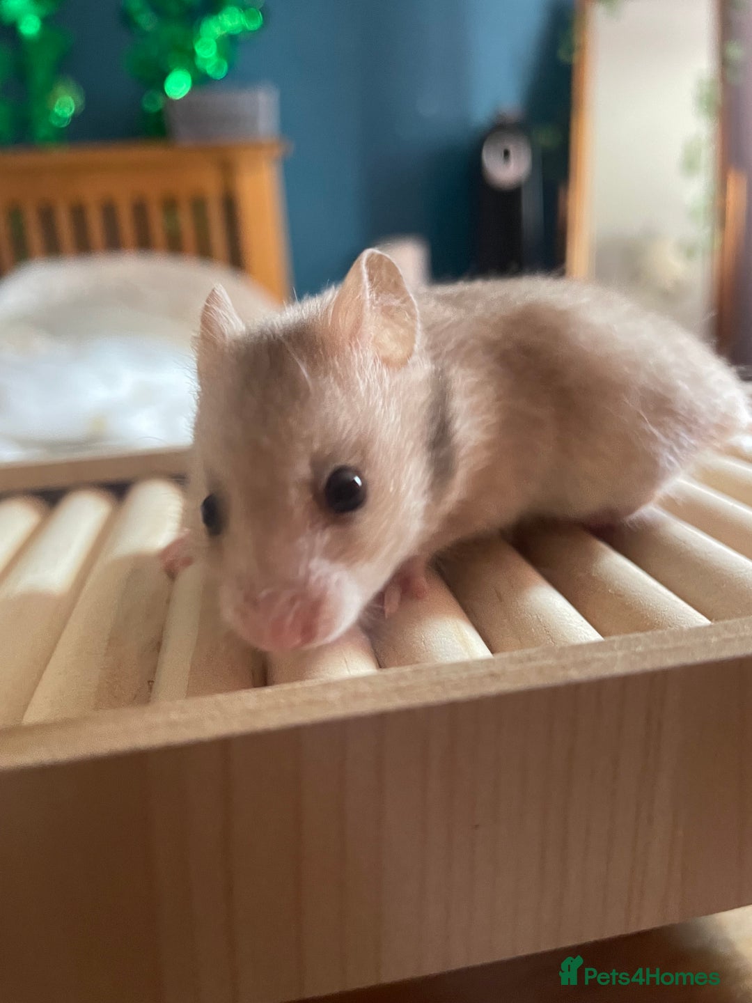 Hamster rodents for sale: Syrian hamsters - Image 1