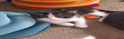 Ragdoll cats for sale: CUTE SOLID RAGDOLL KITTENS  - Advert 3