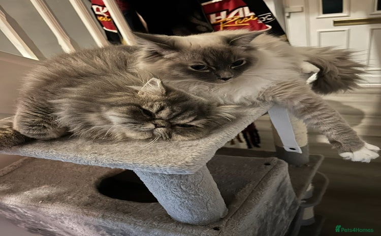 Ragdoll cats - Advert 5