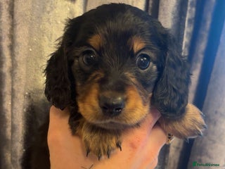 Miniature Dachshund dogs - Advert 23