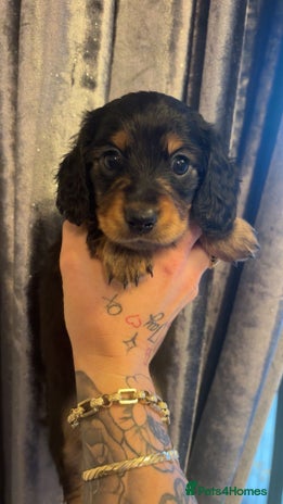 Miniature Dachshund dogs - Advert 2